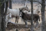 DSC_9364 (2)